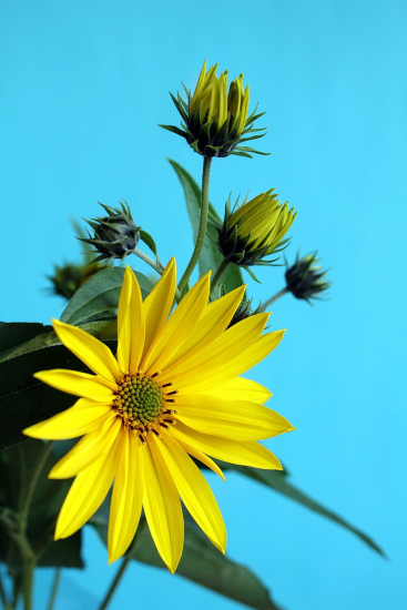 Slnečnica hľuznatá