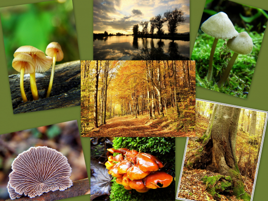 ,,,hlási sa nám jeseň,,