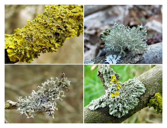 lišajníky  /macro /