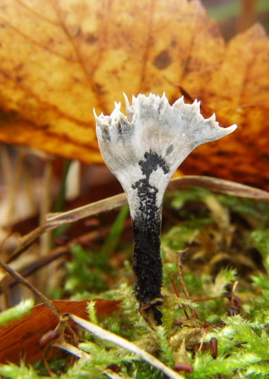 ,,žeby Lopatár,,:-)