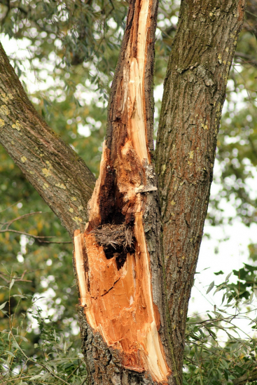 silný vietor lámal