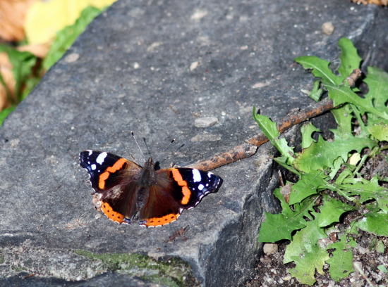 babôčka admirálska