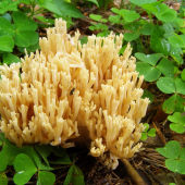 strapačka