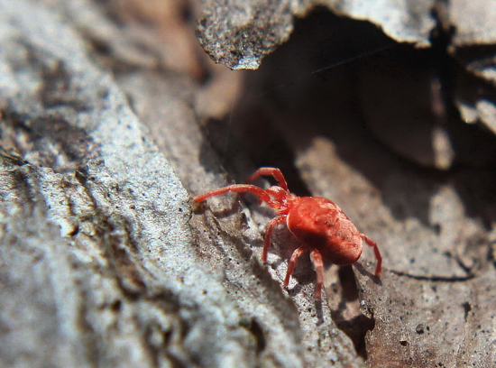 roztočník červený