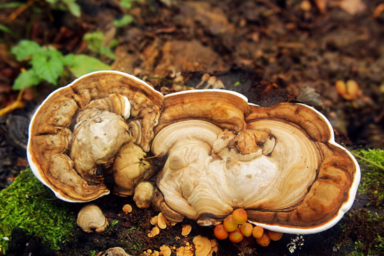leklokôrovka obyčajná../Ganoderma lucidum /