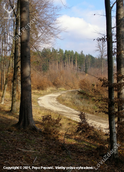 lesnými cestami