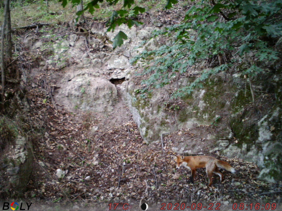 kmotrička