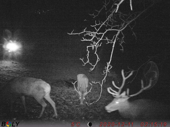 keď fotopasca fotí fotopascu