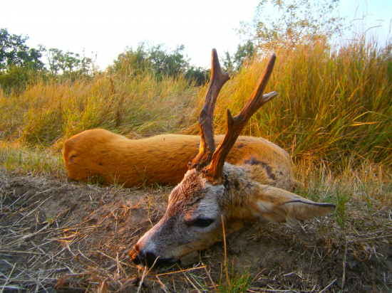 Srnec z Maďarskej puszty