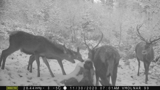 vysoká lesná zver.