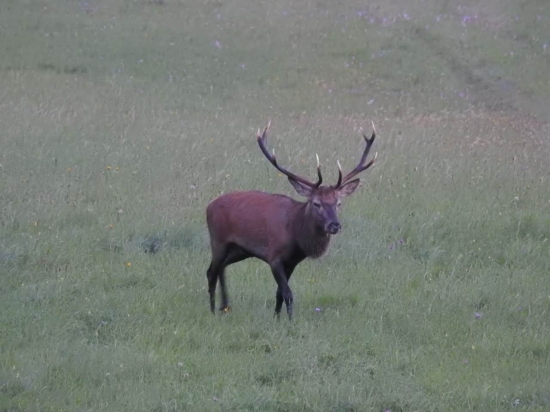 Ruja 2019