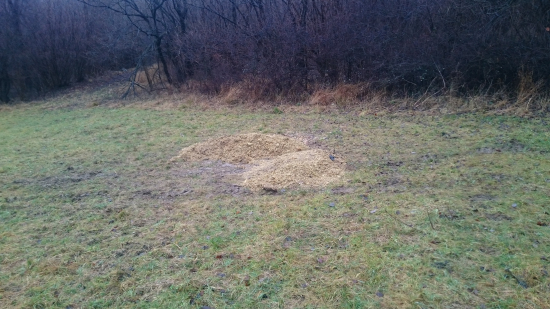 Silaž už rozvoniava