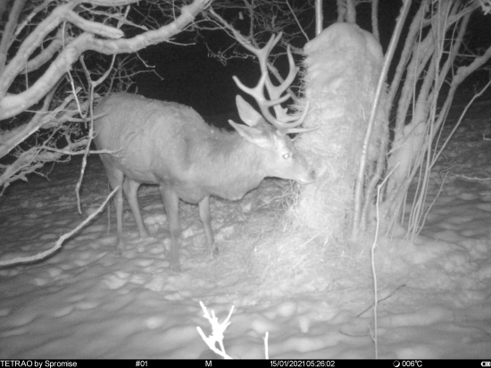 Mladý starý známy
