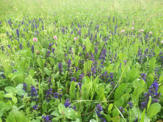 pekne kvietinky, ale neviem ake.