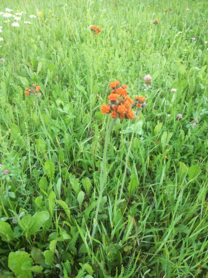 zaujimava, ale nepoznam