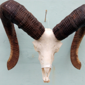 Muflon