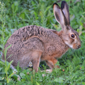 zajačik nám narástol
