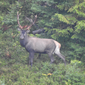 Jelenčok si vyšiel aj napriek zákazu :)