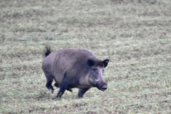 Kukuřicový brojler.