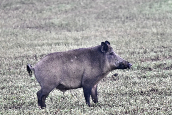 Profilovka.