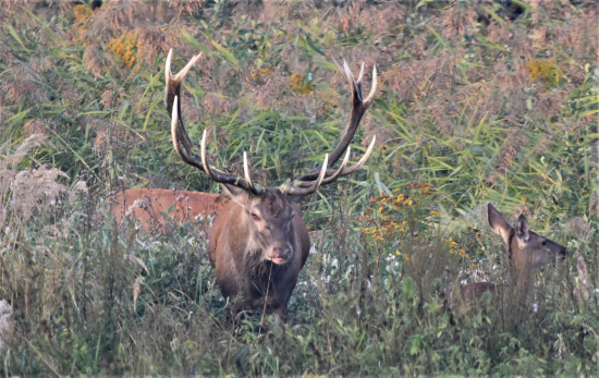 Vzpomínka na říji.