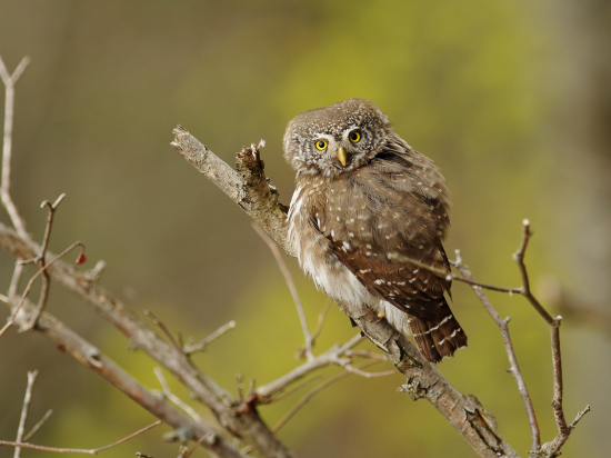 Kuvičok vrabčí (Glaucidium passerinum)