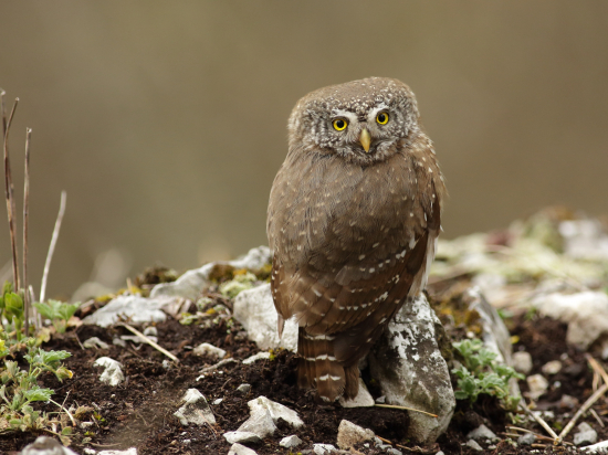 Kuvičok vrabčí (Glaucidium passerinum)