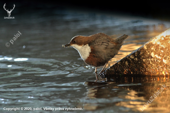 Vodnár potočný (Cinclus cinclus)