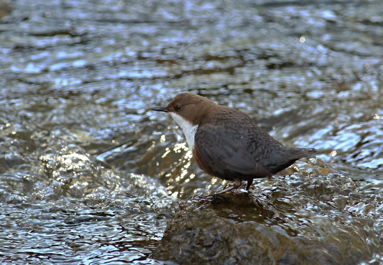 Vodnár potočný (Cinclus cinclus)