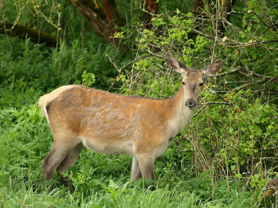 Mladík