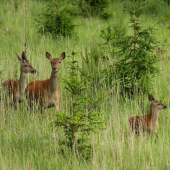 V každom zastúpení