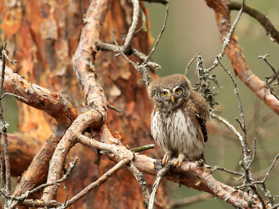 Kuvičok vrabčí (Glaucidium passerinum)