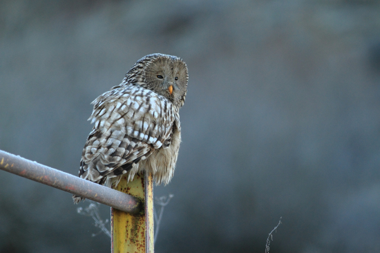 Sova dlhochvostá (Strix uralensis)