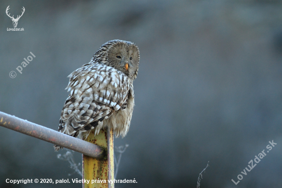 Sova dlhochvostá (Strix uralensis)