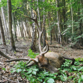 Takto odpočíva 15 a možno aj viac ročný kráľ
