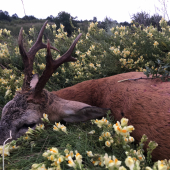 Môj srnec 3vt zo srnčej ruje 2020