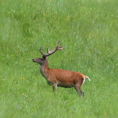 pozor! priamo hľaď!