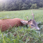 srnec raritnátrofej