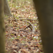 prvy pohlad 8 torák