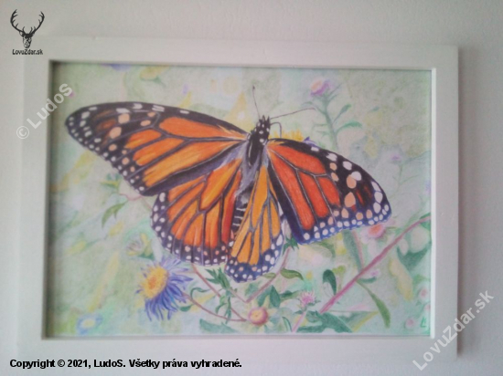 motýľ
