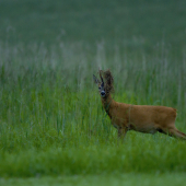 Prírodné maskovanie