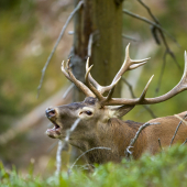 Pán z horských smrečín