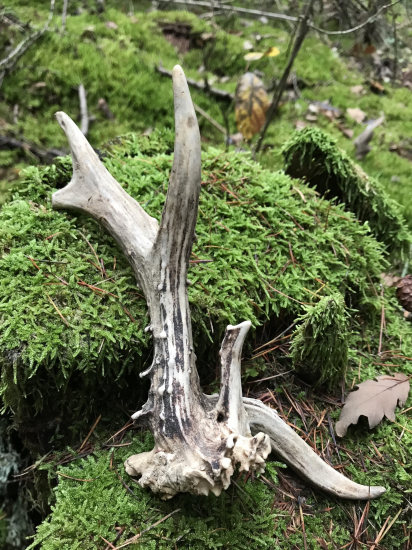 Životný zo srnčeka :)