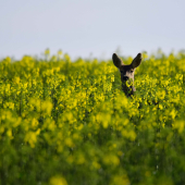 ranná schovávacka v repke