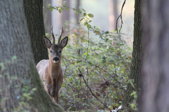 Šesterák v ranním lese