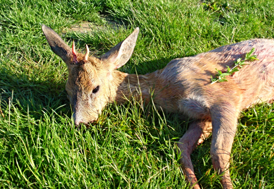 Úlovek ze slunečného rána.