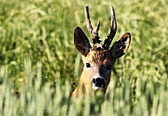 Kapitální nerovný osmerák
