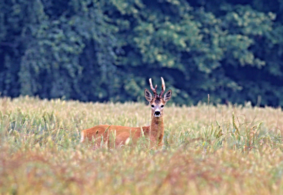 Připraven na říji