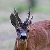 Šesterák