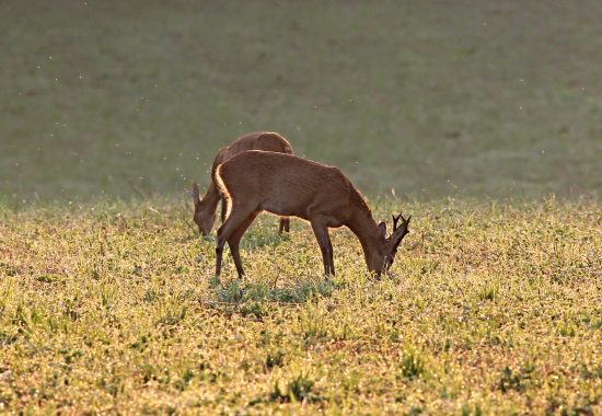 Srnčí říje se již pomalu rozbíhá